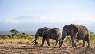 Two African elephants (Loxodonta africana) in a picturesque landscape with the summit of Mount