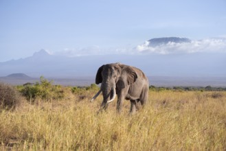 African elephant (Loxodonta africana) in picturesque landscape with the summit of Mount