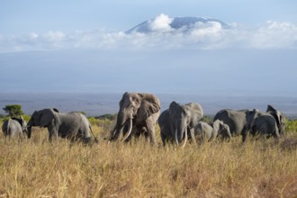Group of elephants with young animals, African elephants (Loxodonta africana) in picturesque