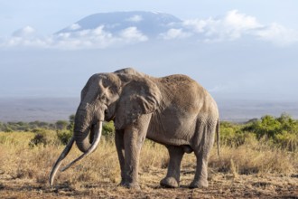 African elephant (Loxodonta africana) in picturesque landscape with the summit of Mount