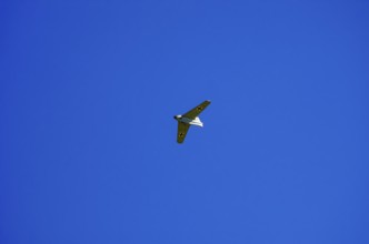 A replica of a Messerschmitt Me 163, a so-called powerhouse, during a flight demonstration at the