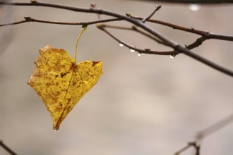 Autumn leaves with raindrops, Germany