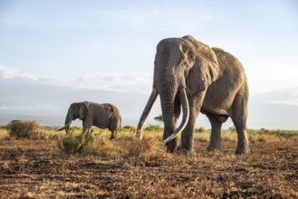 Two African elephants (Loxodonta africana) in a picturesque landscape with the summit of Mount