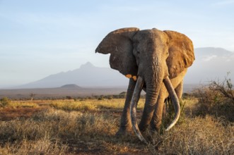 African elephant (Loxodonta africana) in picturesque landscape with the summit of Mount