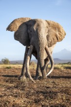 African elephant (Loxodonta africana), the famous Super Tusker elephant Craig, old male with long