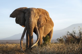 African elephant (Loxodonta africana), the famous Super Tusker elephant Craig, old male with long