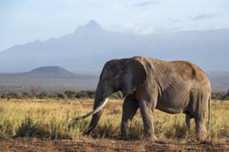 African elephant (Loxodonta africana) in picturesque landscape with the summit of Mount Meru, the