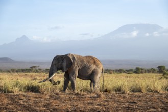 African elephant (Loxodonta africana) in picturesque landscape with the summit of Mount