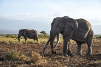 Two African elephants (Loxodonta africana) the famous Super Tusker elephant Craig with his friend