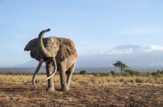 African elephant (Loxodonta africana) in picturesque landscape with the summit of Mount