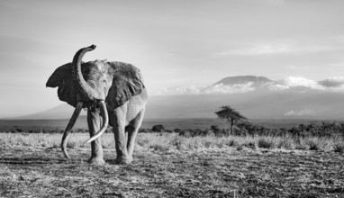African elephant (Loxodonta africana) in picturesque landscape with the summit of Mount