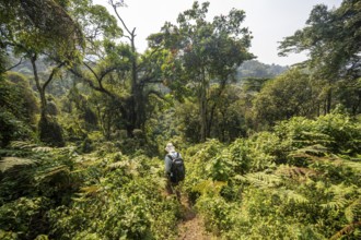 Tourist hiking trail through dense vegetation in tropical mountain rainforest, primeval forest,