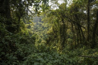 Dense vegetation in tropical mountain rain forest, primeval forest, Bwindi Impenetrable Forest,