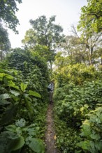 Tourist hiking trail through dense vegetation in tropical mountain rainforest, primeval forest,