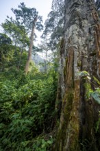 Dense vegetation in tropical mountain rain forest, primeval forest, Bwindi Impenetrable Forest,