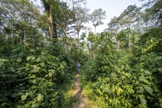 Tourist hiking trail through dense vegetation in tropical mountain rain forest, primeval forest,