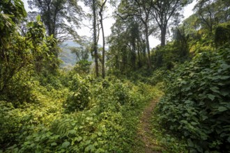 Hiking trail through dense vegetation in tropical mountain rainforest, primeval forest, Bwindi