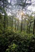 Dense vegetation in mountain rainforest, primeval forest, Bwindi Impenetrable Forest, Uganda