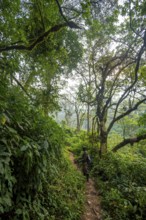 Tourist guide on hiking trail through dense vegetation in tropical mountain rainforest, primeval