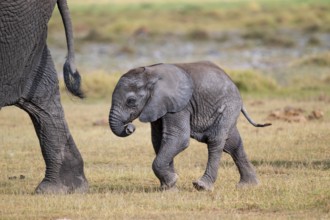African elephant (Loxodonta africana), small young, baby elephant, Amboseli National Park, Rift