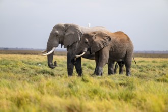 African elephant (Loxodonta africana), two animals in Longinye Swamp, Amboseli National Park, Rift