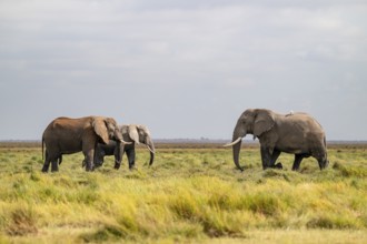 African elephant (Loxodonta africana), three animals in Longinye Swamp, Amboseli National Park,