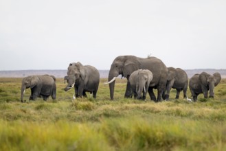 African elephant (Loxodonta africana), herd of herons (Bubulcus ibis), Longinye Swamp, Amboseli