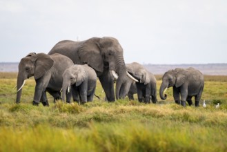 African elephant (Loxodonta africana), herd with heron (Bubulcus ibis), Longinye swamp, Amboseli