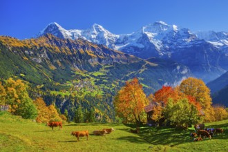 Autumn landscape in the hamlet of Sulwald with views of Wengen and Eiger 3967m, Mönch 4110m and