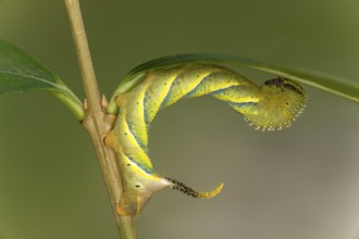 Caterpillar of the skull flock (Acherontia atropos) in development stage L3 stage, Valais,
