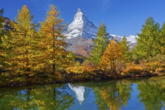 Matterhorn 4478 m with reflection in Lake Grindji in autumn, Zermatt, Mattertal, Valais,