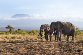 Two African elephants (Loxodonta africana) in a picturesque savanna landscape with the summit of