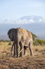 African elephant (Loxodonta africana) in picturesque savanna landscape with the summit of Mount
