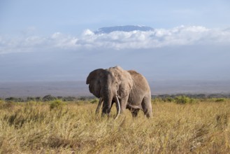 African elephant (Loxodonta africana) in picturesque savanna landscape with the summit of Mount