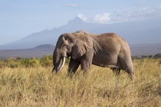 African elephant (Loxodonta africana) in picturesque savanna landscape with the summit of Mount
