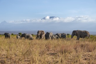Group of African elephants (Loxodonta africana) in picturesque savanna landscape with the summit of