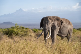African elephant (Loxodonta africana) in picturesque savanna landscape with the summit of Mount