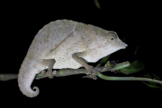 Zomba pygmy chameleon (Rieppeleon brachyurus), white chameleon on a branch at night, Amani Nature