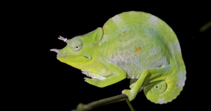 Usambara three-horned chameleon (Trioceros deremensis), chameleon on a branch at night, Amani