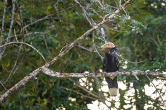 Silver-cheeked hornbird (Bycanistes brevis), adult male, horned raven sitting on a branch, Amani