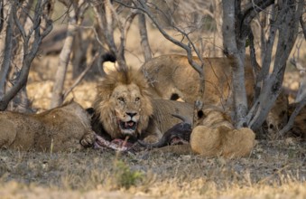 Lion (Panthera Leo) with kill, pack eats captured buffalo, adult male with prey, Moremi Game