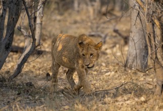 Lion (Panthera Leo), young goes, Moremi Game Reserve, Botswana