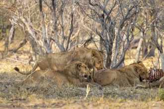 Lion (Panthera Leo) with kill, pack eats captured buffalo, Moremi Game Reserve, Botswana