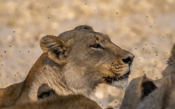 Lion (Panthera leo), adult female in pack, animal portrait, Moremi Game Reserve, Botswana