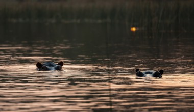 Two hippos (Hippopatamus amphibius) in the river at sunset, Thamalakane River, Okavango Delta,