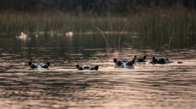 Hippos (Hippopatamus amphibius) in the river at sunset, Thamalakane River, Okavango Delta, Botswana