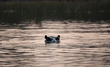 Hippopotamus (Hippopatamus amphibius) in the river at sunset, Thamalakane River, Okavango Delta,