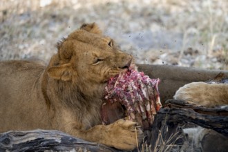 Lion (Panthera Leo) with kill, juvenile male eats the ribs of the captured buffalo, Moremi Game
