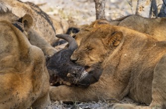 Lion (Panthera Leo) with kill, pack eats captured buffalo, young lion eats on the head of the