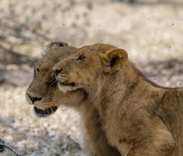 Lioness (Panthera Leo) and young, animal portrait, Moremi Game Reserve, Botswana